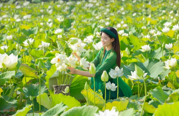 Chụp ảnh sen trắng với áo dài tứ thân