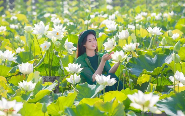 Chụp ảnh sen trắng với áo dài tứ thân