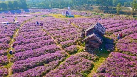 Hỉnh ảnh thảo nguyên hoa 2021