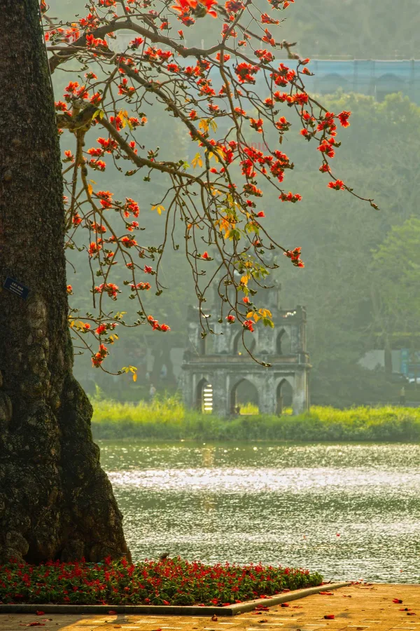 Cây gạo hồ gươm